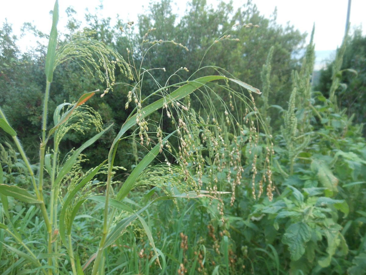 Panicum miliaceum L.